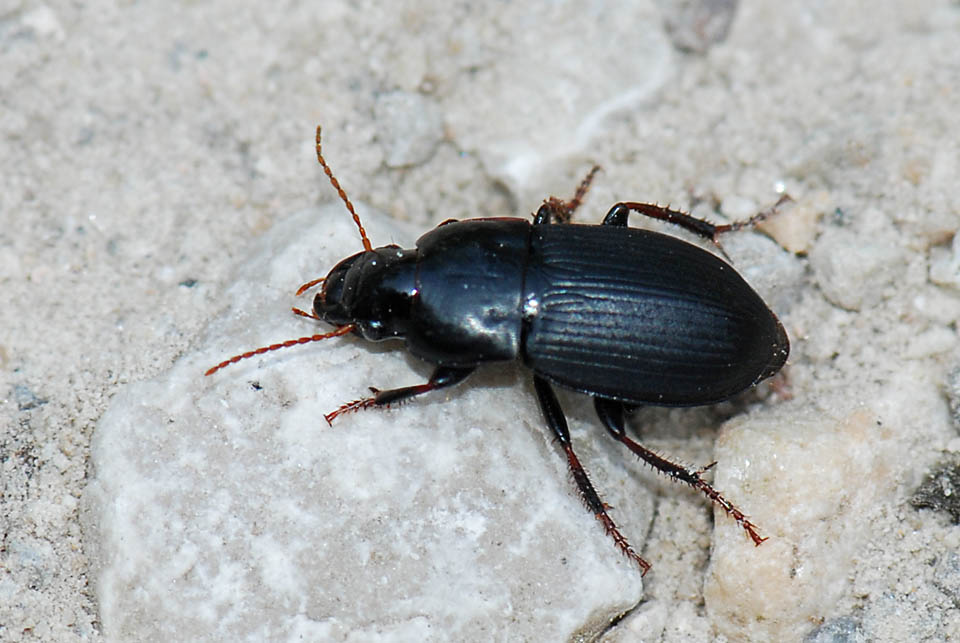 Harpalus tardus